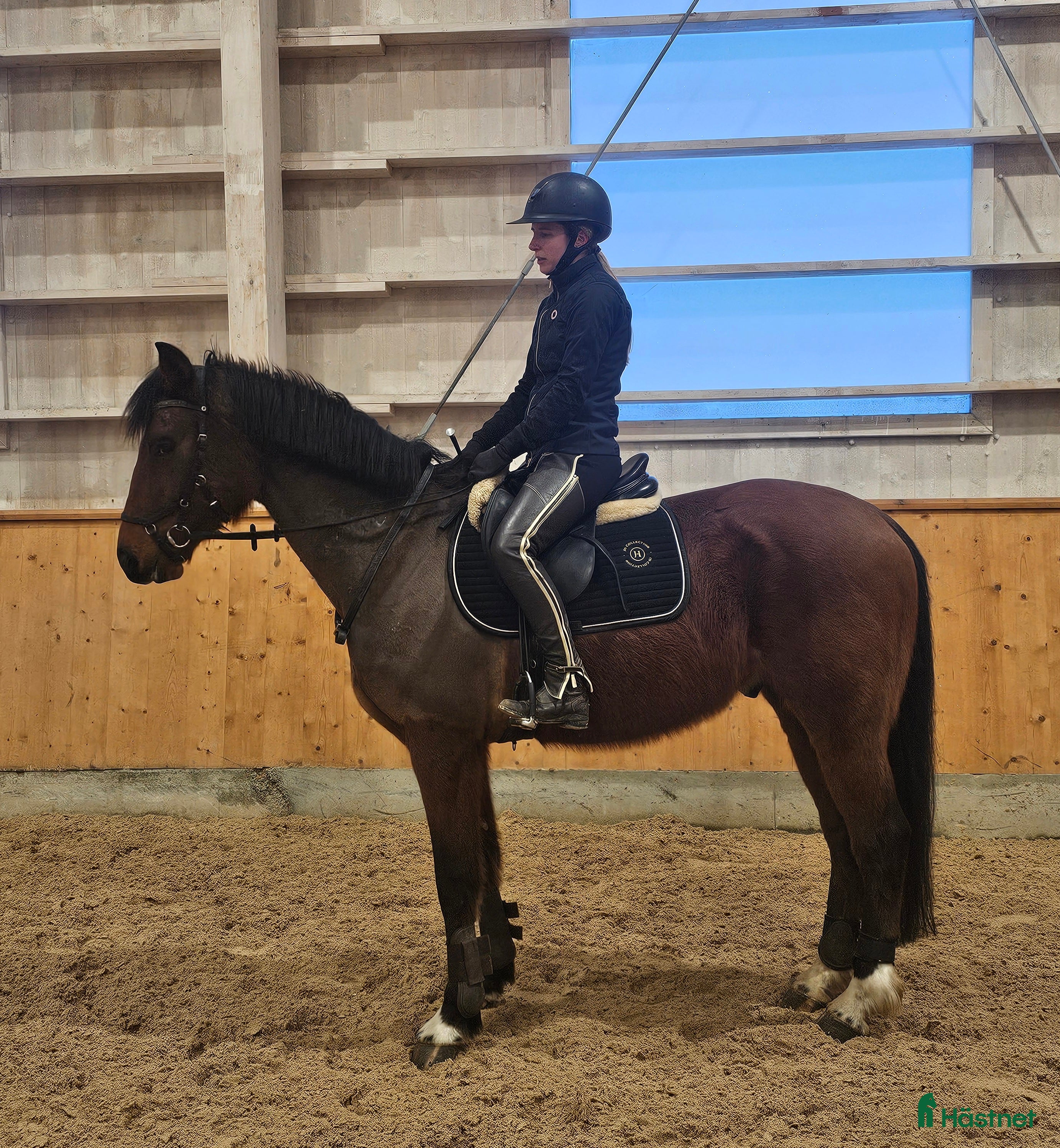  hästar Utvecklingsbar & social kille med det lilla extra. - Annons 6