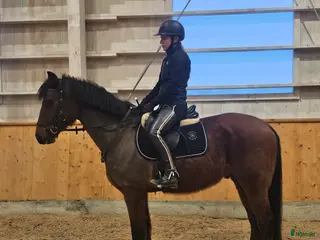 hästar Utvecklingsbar & social kille med det lilla extra. - Annons 6