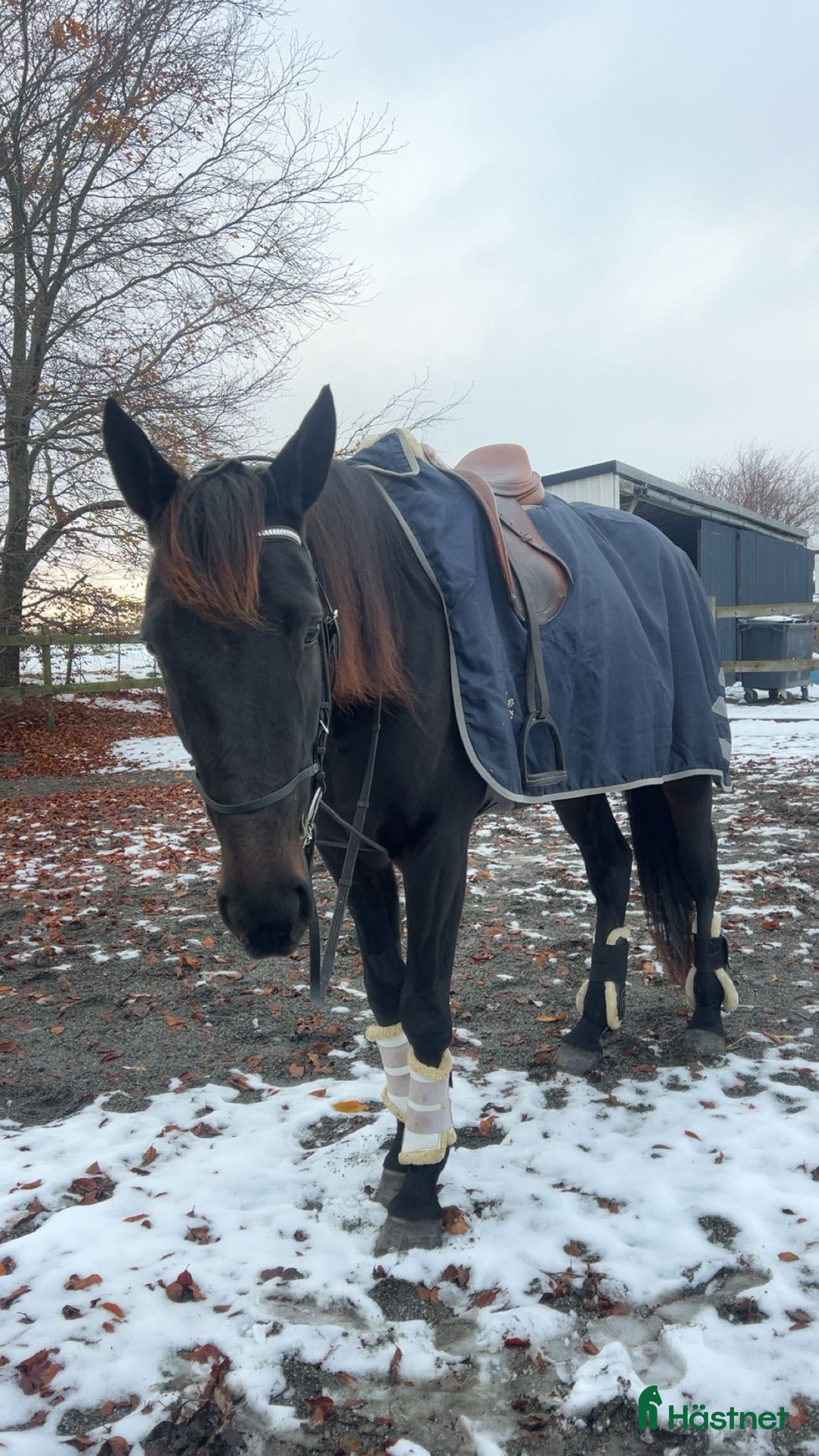 Allround hästar till salu: Världens snällaste tjej  i Blentarp - Annons 3