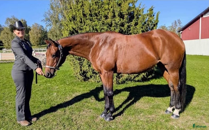  hästar Vackert socialt quarter sto i Värsås - Annons 1