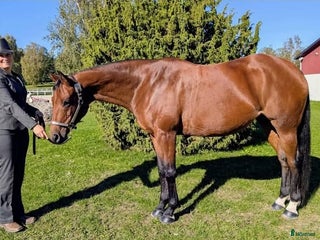 hästar Vackert socialt quarter sto i Värsås - Annons 1