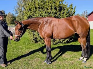 hästar Vackert socialt quarter sto i Värsås - Annons 13