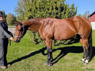 hästar Vackert socialt quarter sto i Värsås - Annons 10