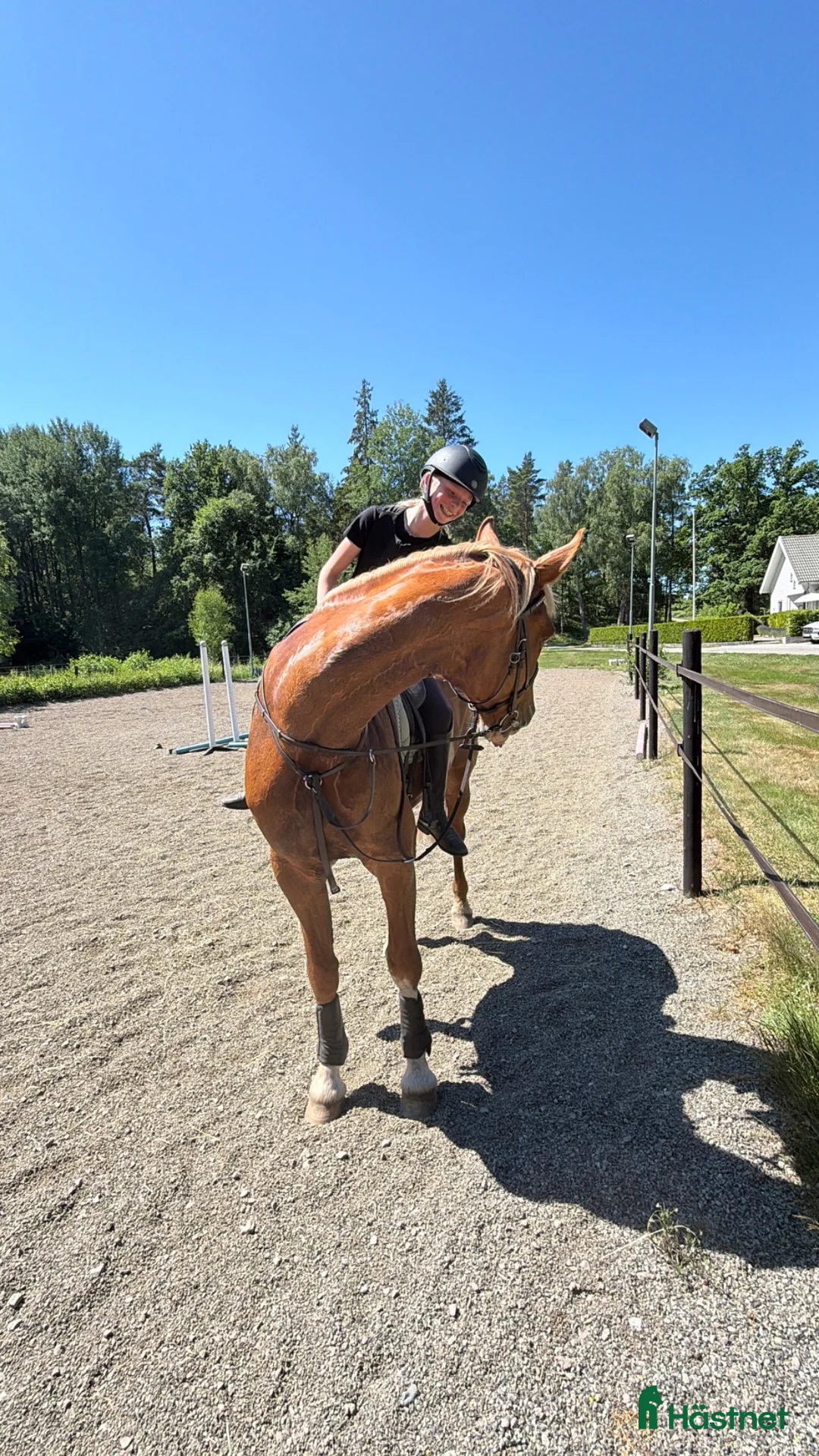 Allround hästar till salu: Hästen med det lilla extra - Annons 2