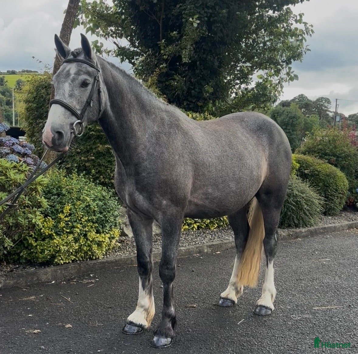  hästar Beautiful Irish Cob - Annons 2