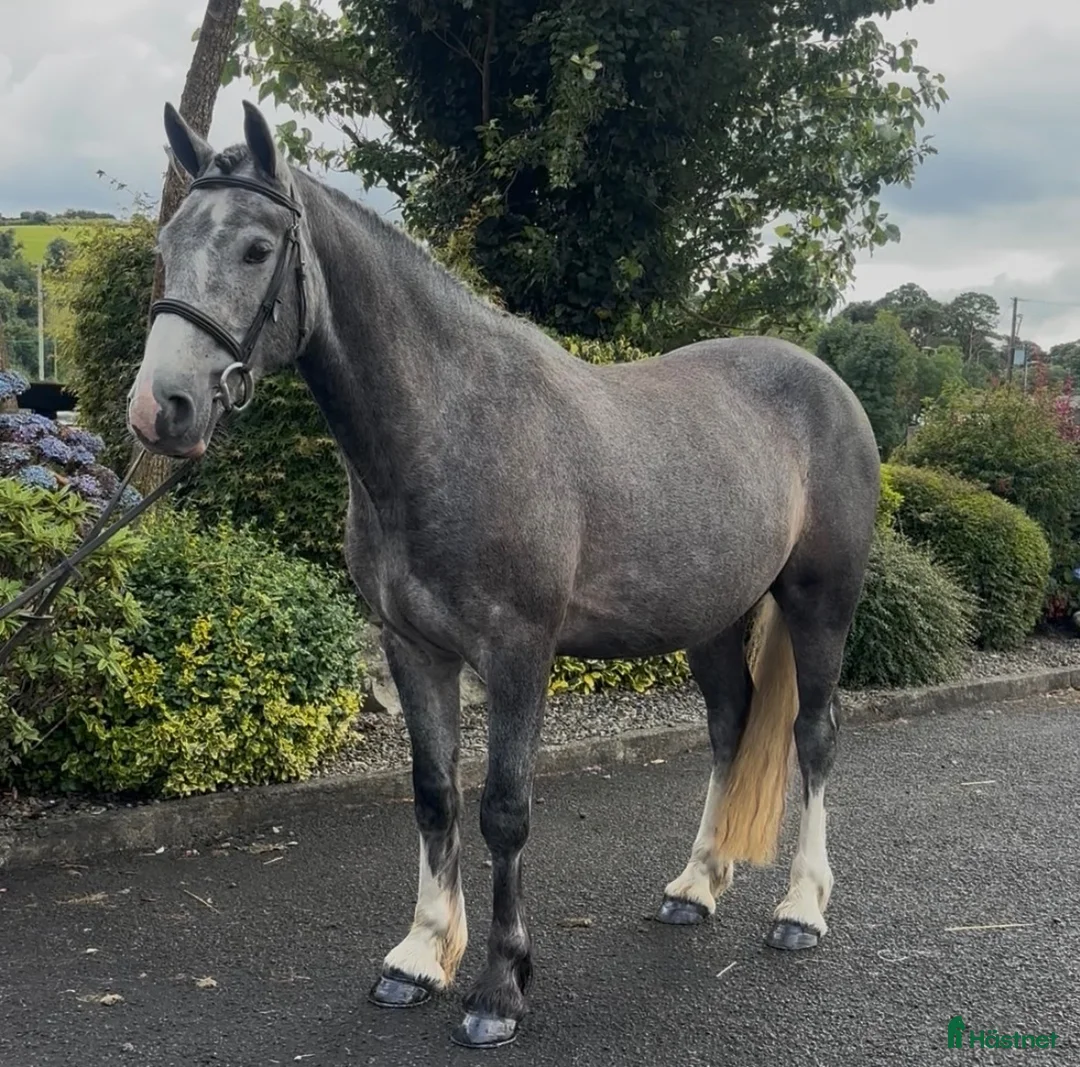 Allround hästar till salu: Beautiful Irish Cob - Annons 2