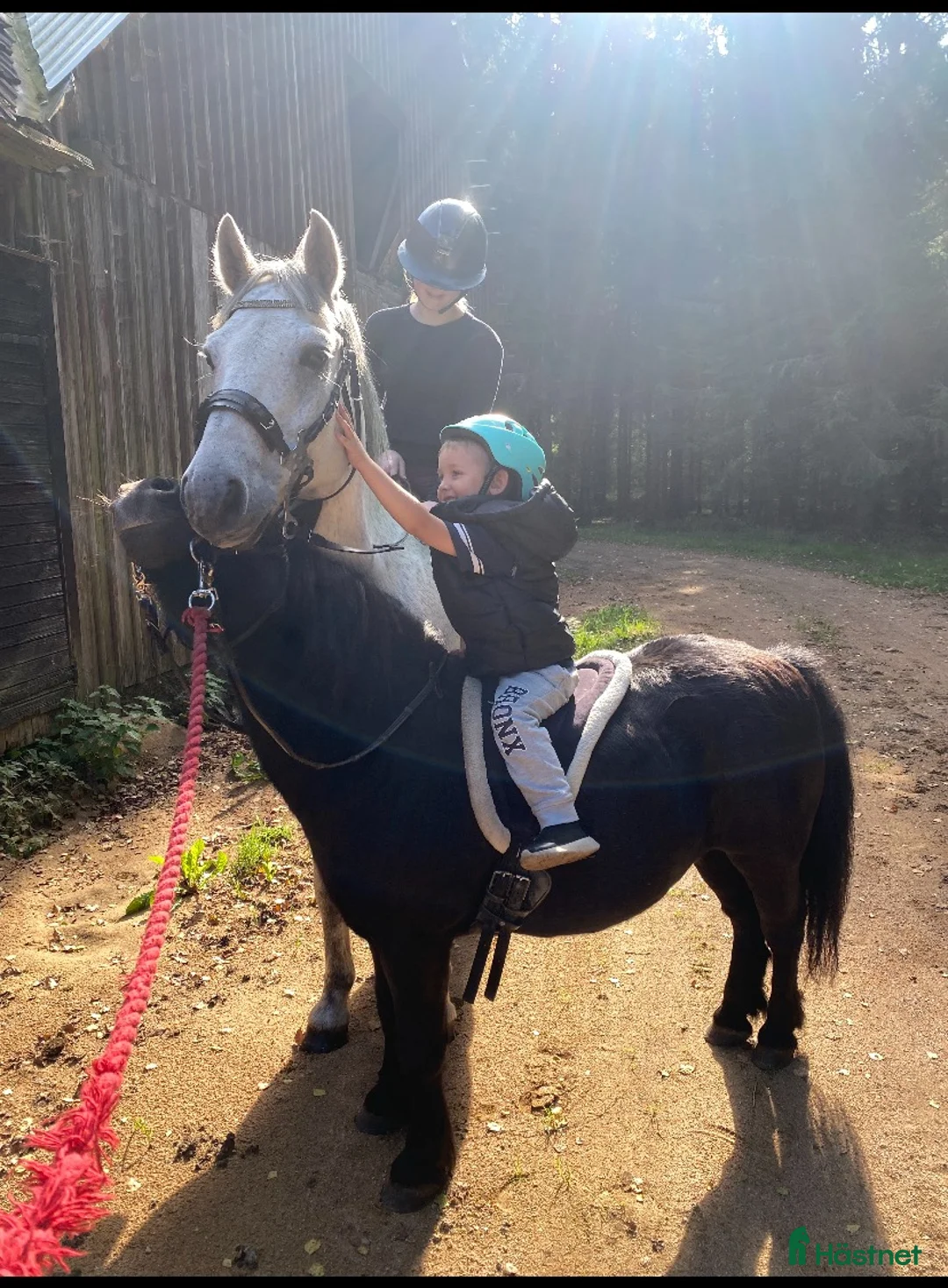 Allround hästar till salu: Fin Läromästare🌟 i Ronneby - Annons 8