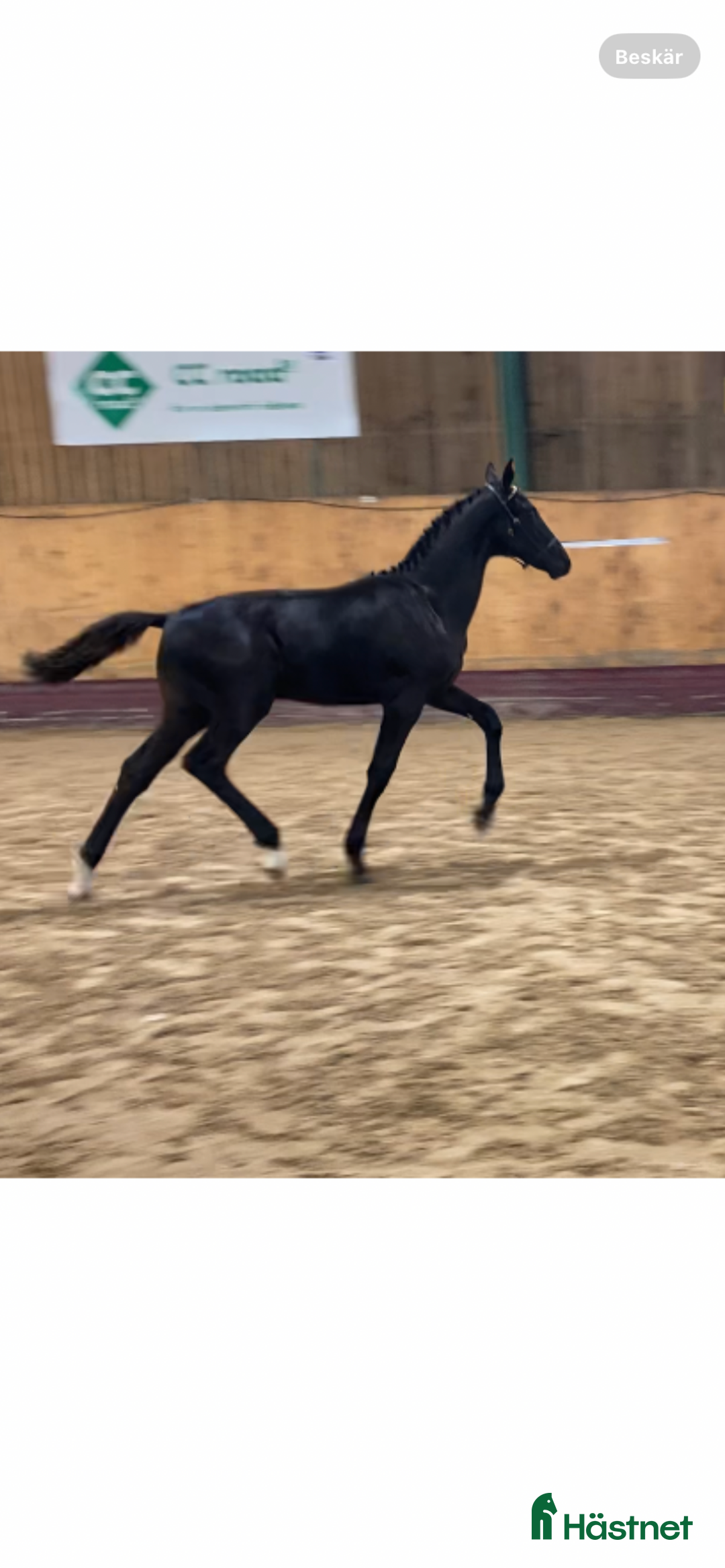Dressyr hästar till salu: Black week-erbjudande, Vackert premieföl i Sösdala - Annons 4
