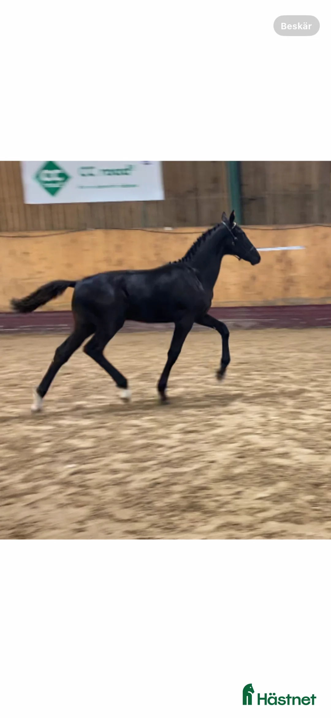 Dressyr hästar till salu: Vackert premieföl med fina gångarter  - Annons 4