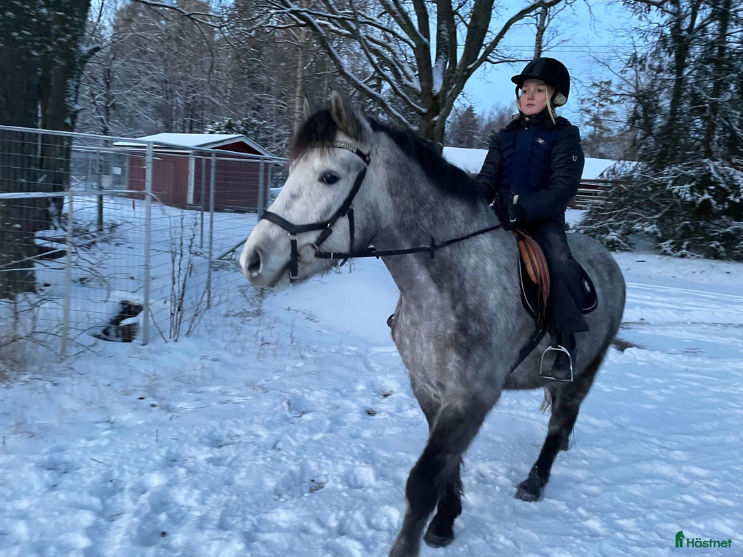 Körning hästar till salu: Vuxenponny för körning i Svartsjö - Annons 2