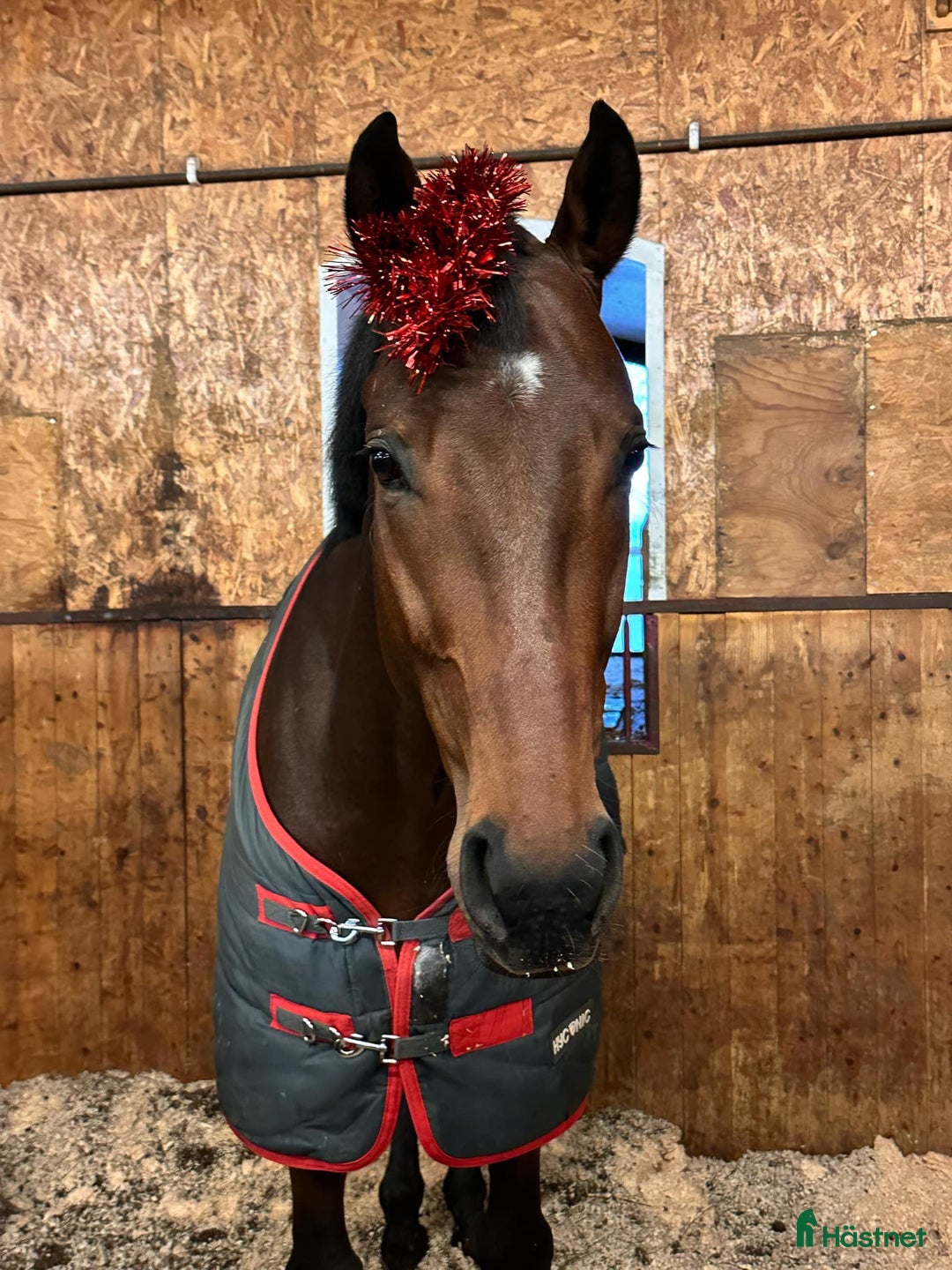 Övrigt hästar till salu: Till Dig med kunskap och tid! i Bälinge - Annons 3