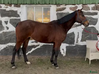 hästar Fantastisk temperament - Annons 14