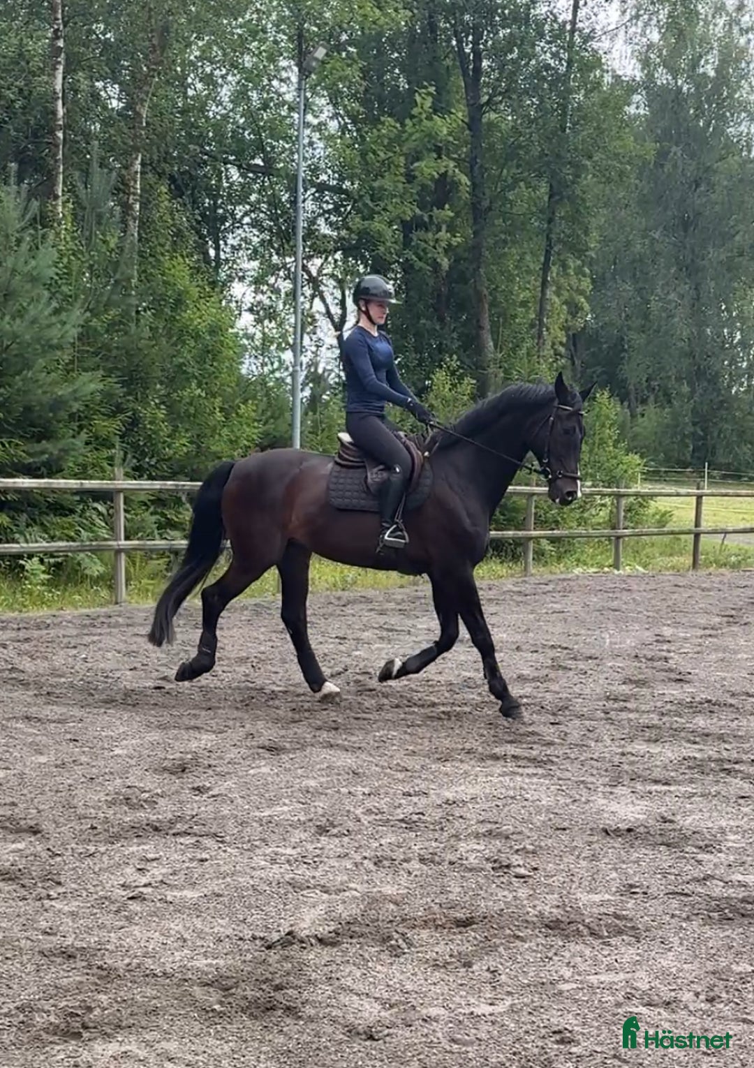Dressyr hästar till salu: Svart valack med utstrålning i Gislaved - Bild 2