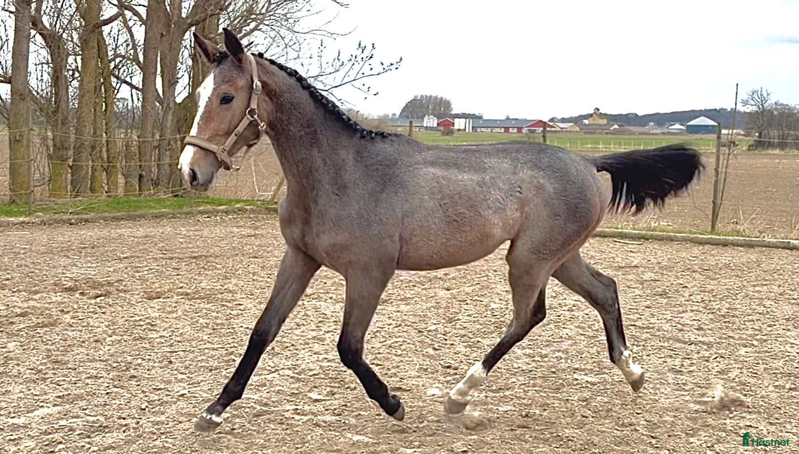  hästar Framtidslöfte med internationellt prestationsblod - Annons 2