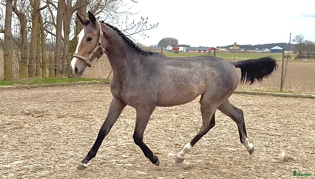 Hoppning hästar till salu: Framtidslöfte med internationellt prestationsblod - Annons 2