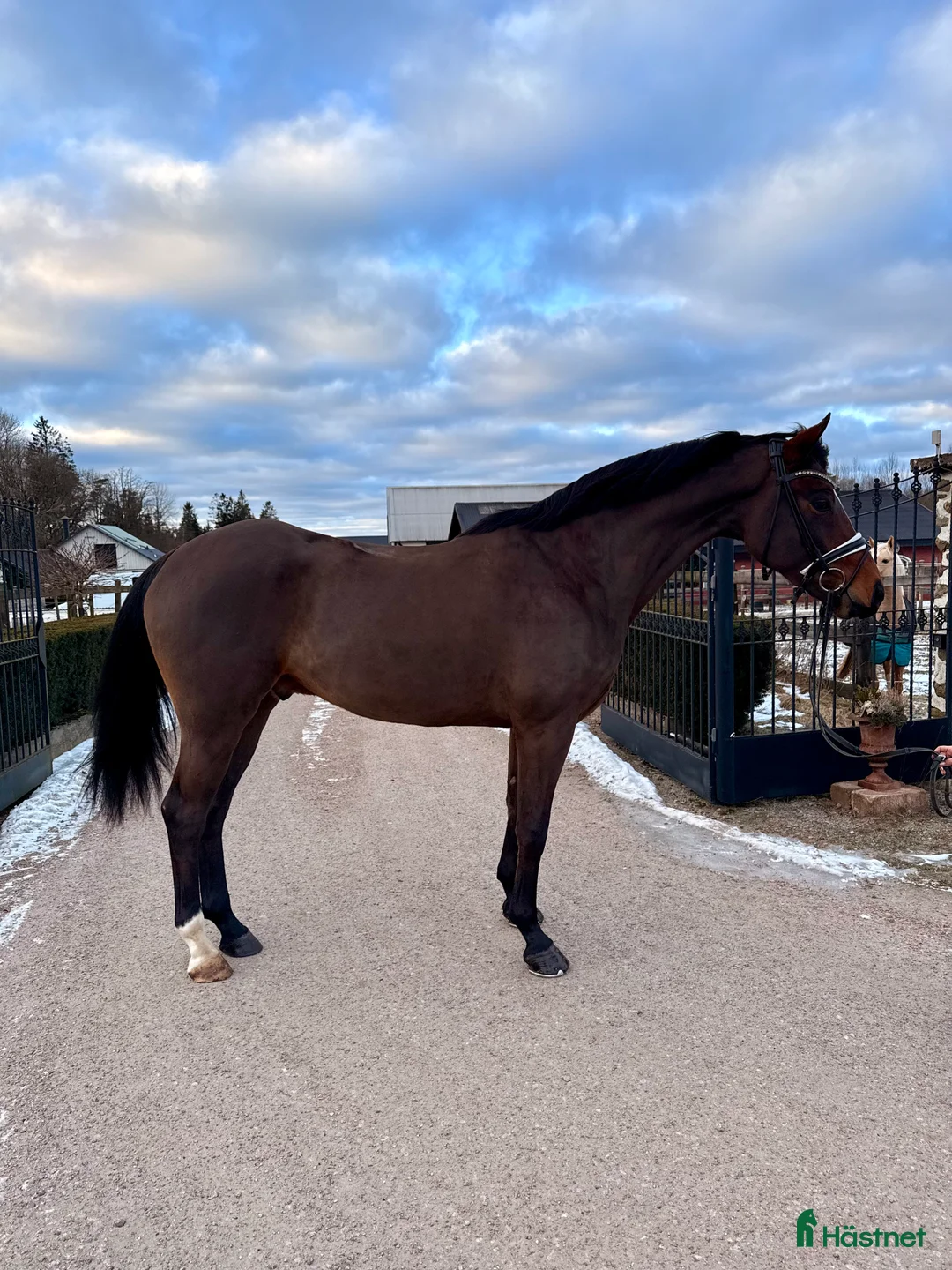 Dressyr hästar till salu: Fin häst för framtiden! i Ambjörnarp - Annons 2