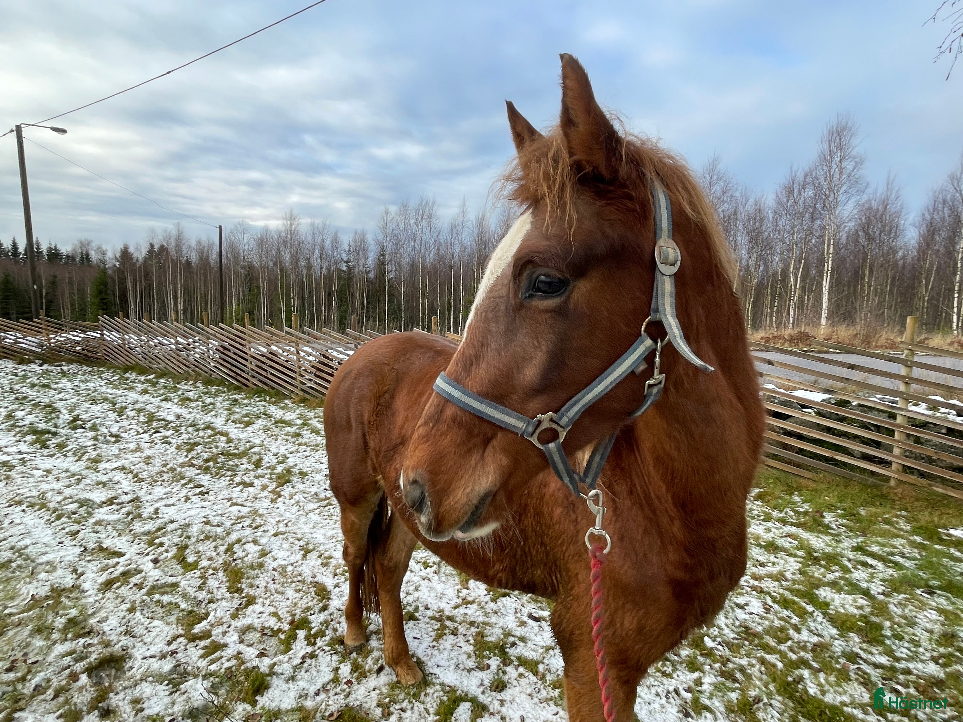  hästar Inriden rocky mountain horse i Borås - Annons 6