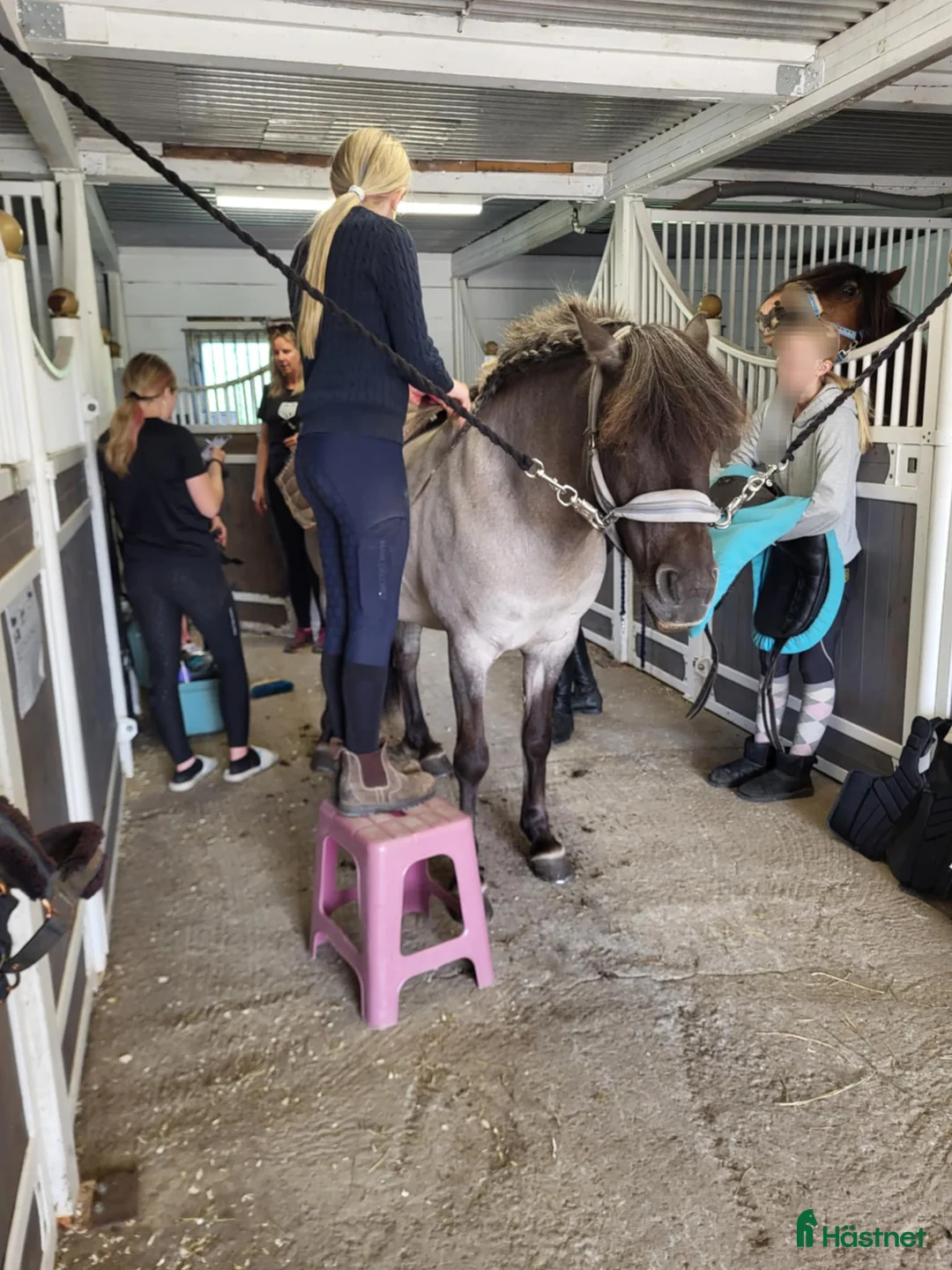 Island hästar till salu: Tindra - Annons 3