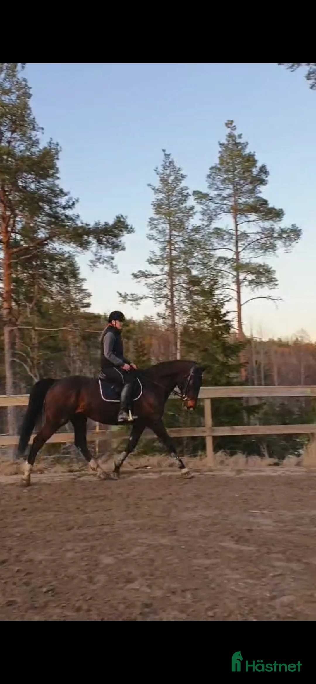 Allround hästar till salu: SWB valack. "Projekt" i Bollstabruk - Annons 3