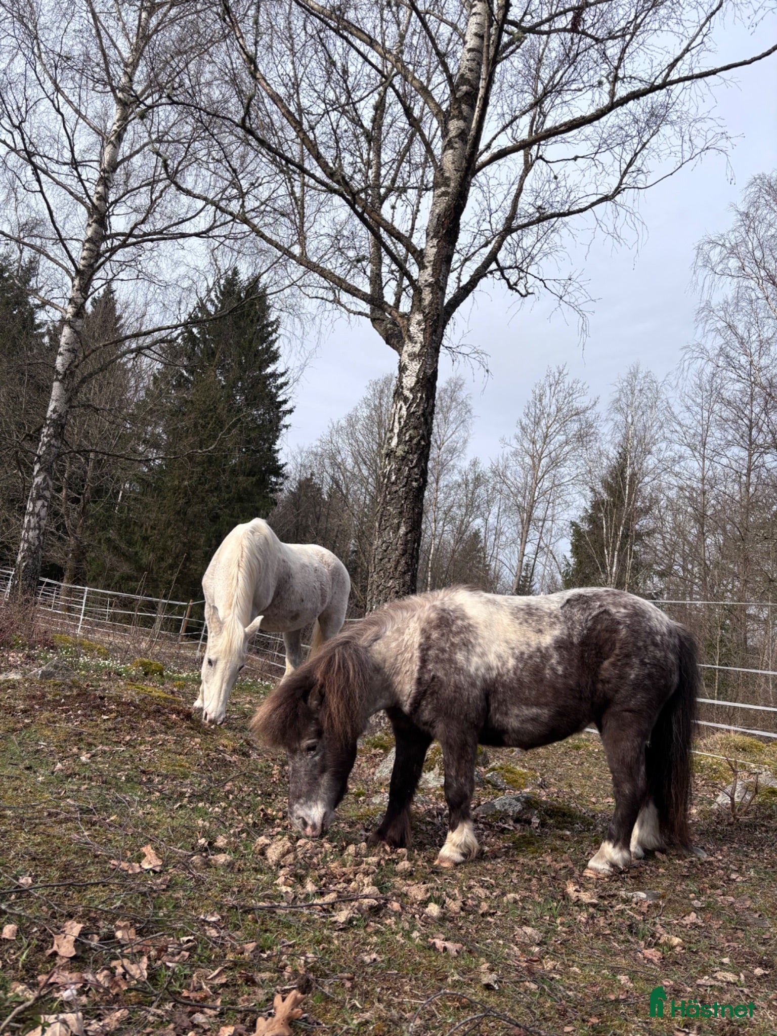  hästar Intressekoll 2 underbara ston - Annons 3
