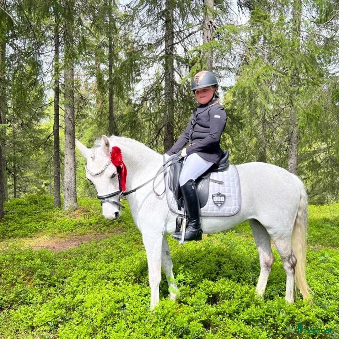 Dressyr hästar till salu: Dressur ponni selges  i Trondheim - Annons 1