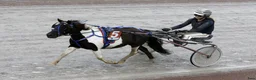 Allround hästar till salu: Sportig stor shetlandsponny - Annons 5