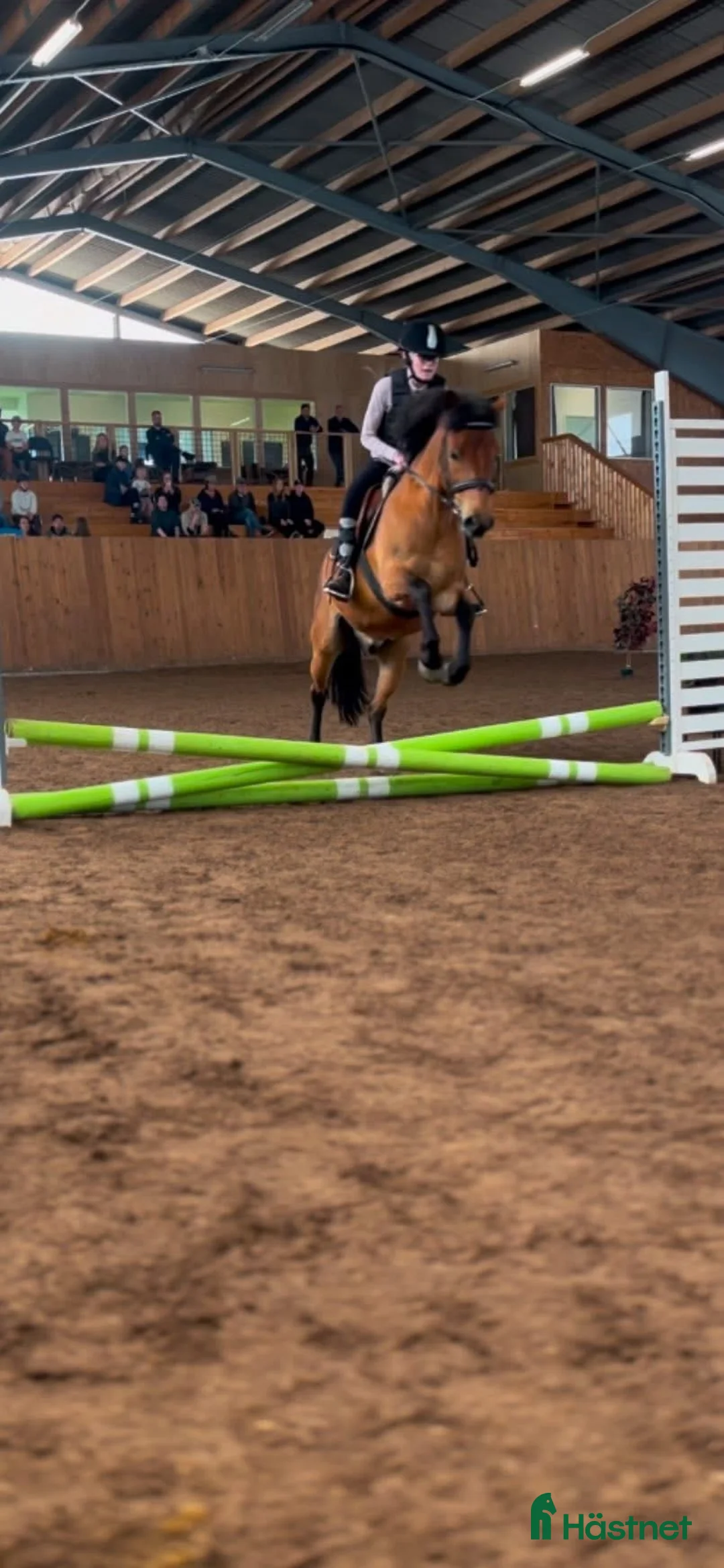  medryttarhäst sökes: Medryttarhäst sökes i Färlöv - Annons 2