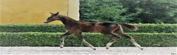 Hoppning hästar till salu: Valack: Hickstead White - Arizona - Animo - Annons 2