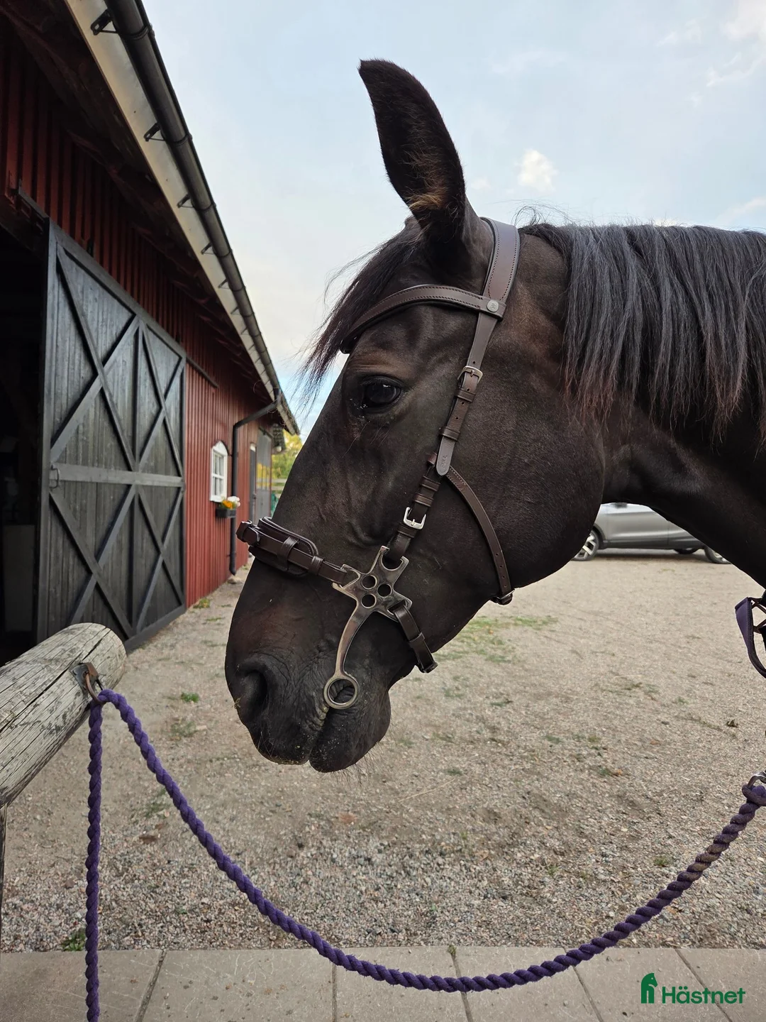 Träns hästutrustning till salu: Hackamore - Annons 2
