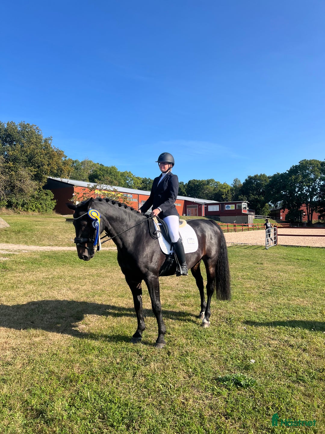 Körning hästar till salu: Supersnäll och trevlig valack!  i Nättraby - Annons 2