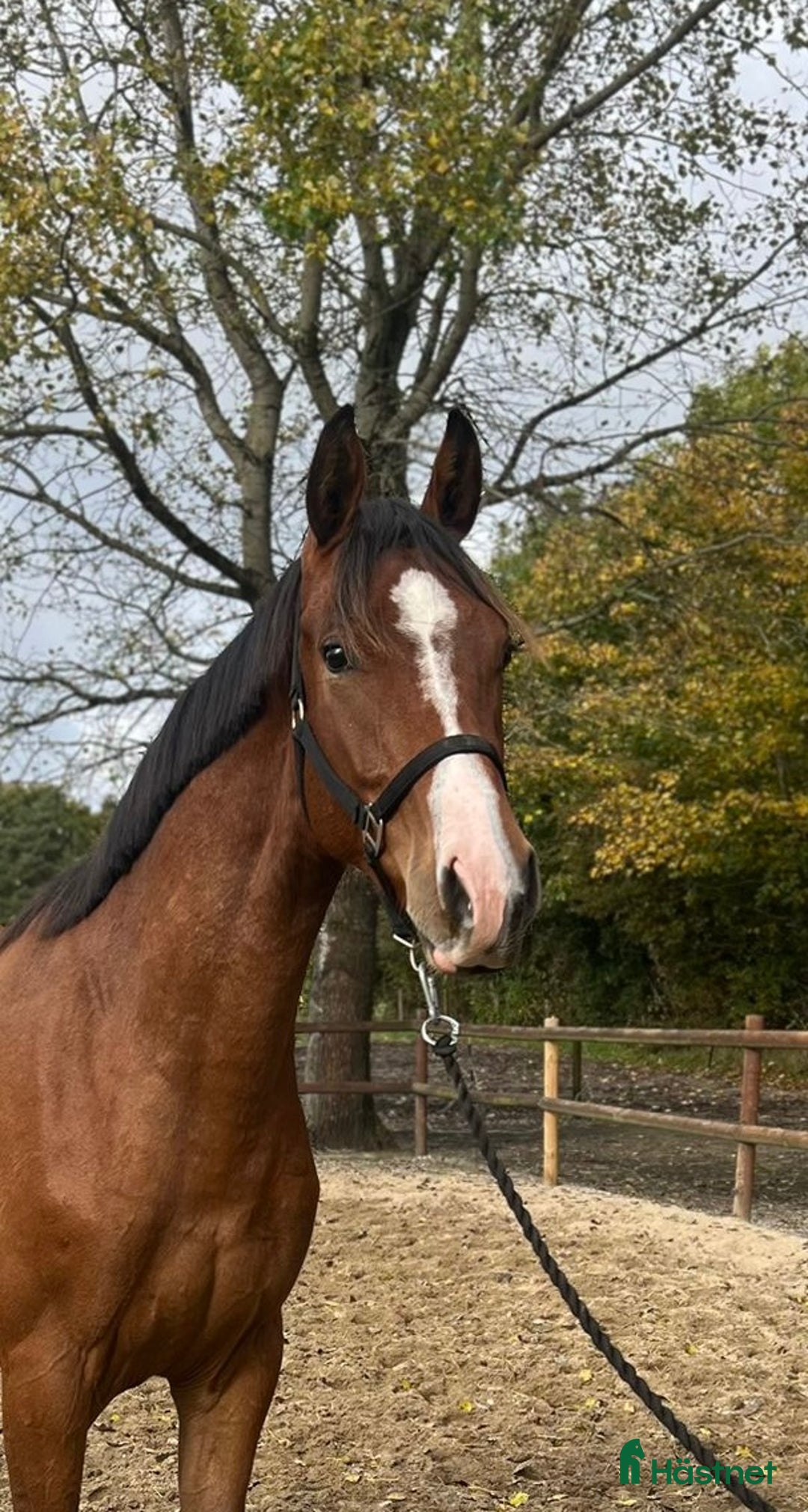 Dressyr hästar till salu: Spændende unghest i Klippan - Annons 4