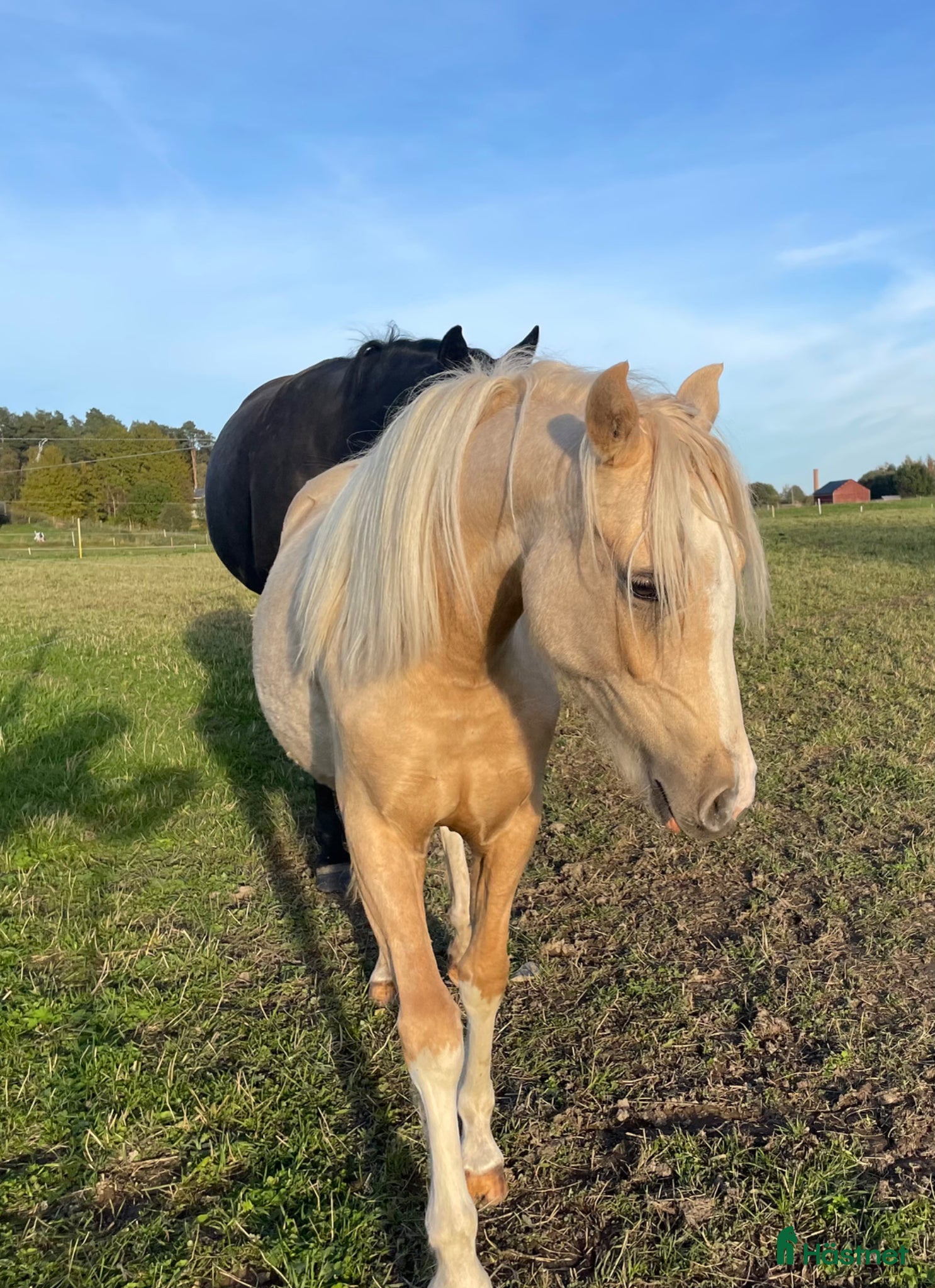  hästar Vems drömponny? - Annons 17