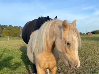 hästar Vems drömponny? - Annons 17