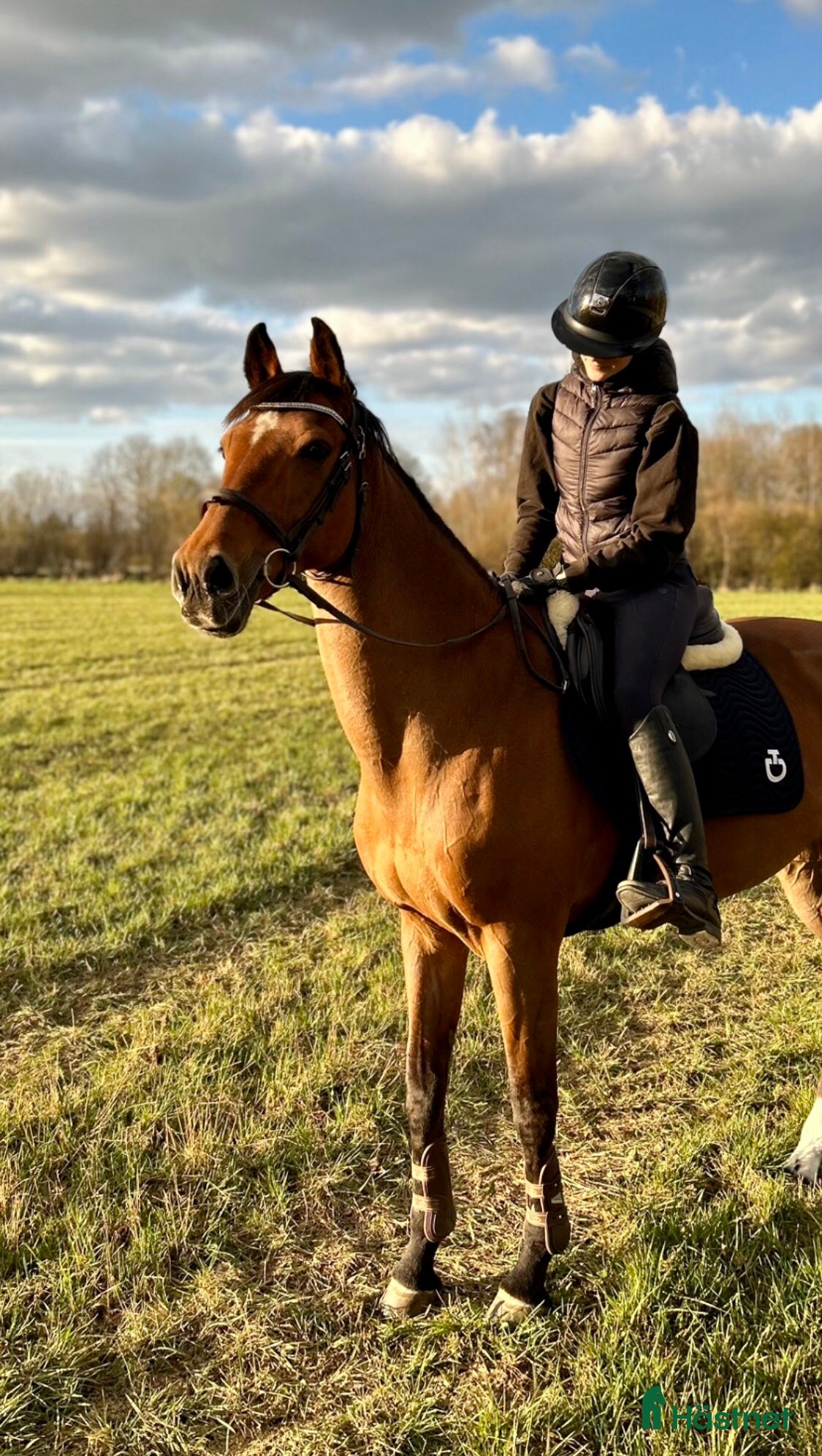  foderhäst Promenadridning/sällskap  - Annons 13