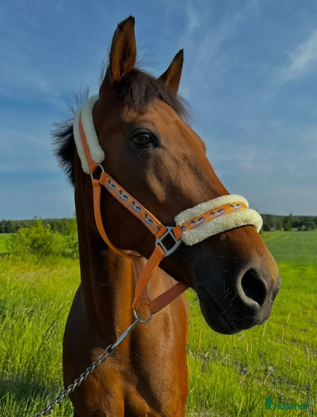  foderhäst finnes: Snällt sto med personlighet söker fodervärd🌟 - Annons 1