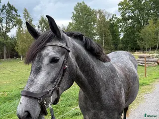 hästar Snygg maxad D-ponny - Annons 2