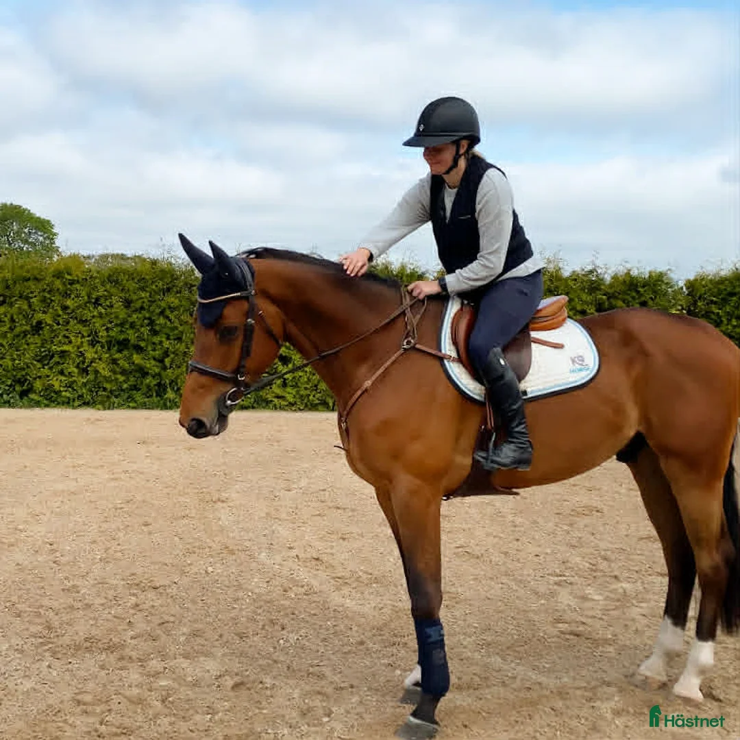 Hoppning hästar till salu: Underbar, vacker kille med potential - Annons 2