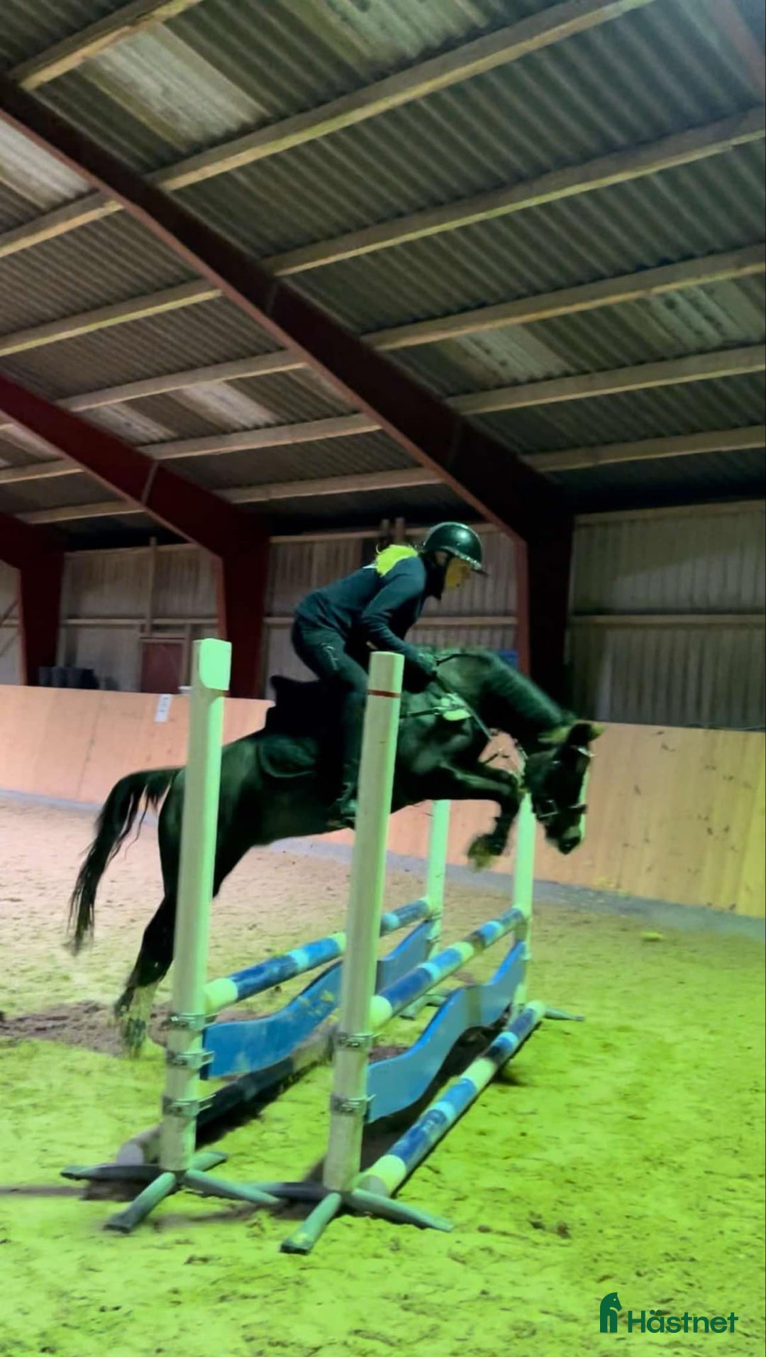 Allround hästar till salu: Den bedste første gangs pony  - Annons 5