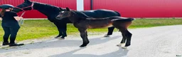 Hoppning hästar till salu: 🌟5 fantastiska föl från svårklassmöderne 🌟 - Annons 3