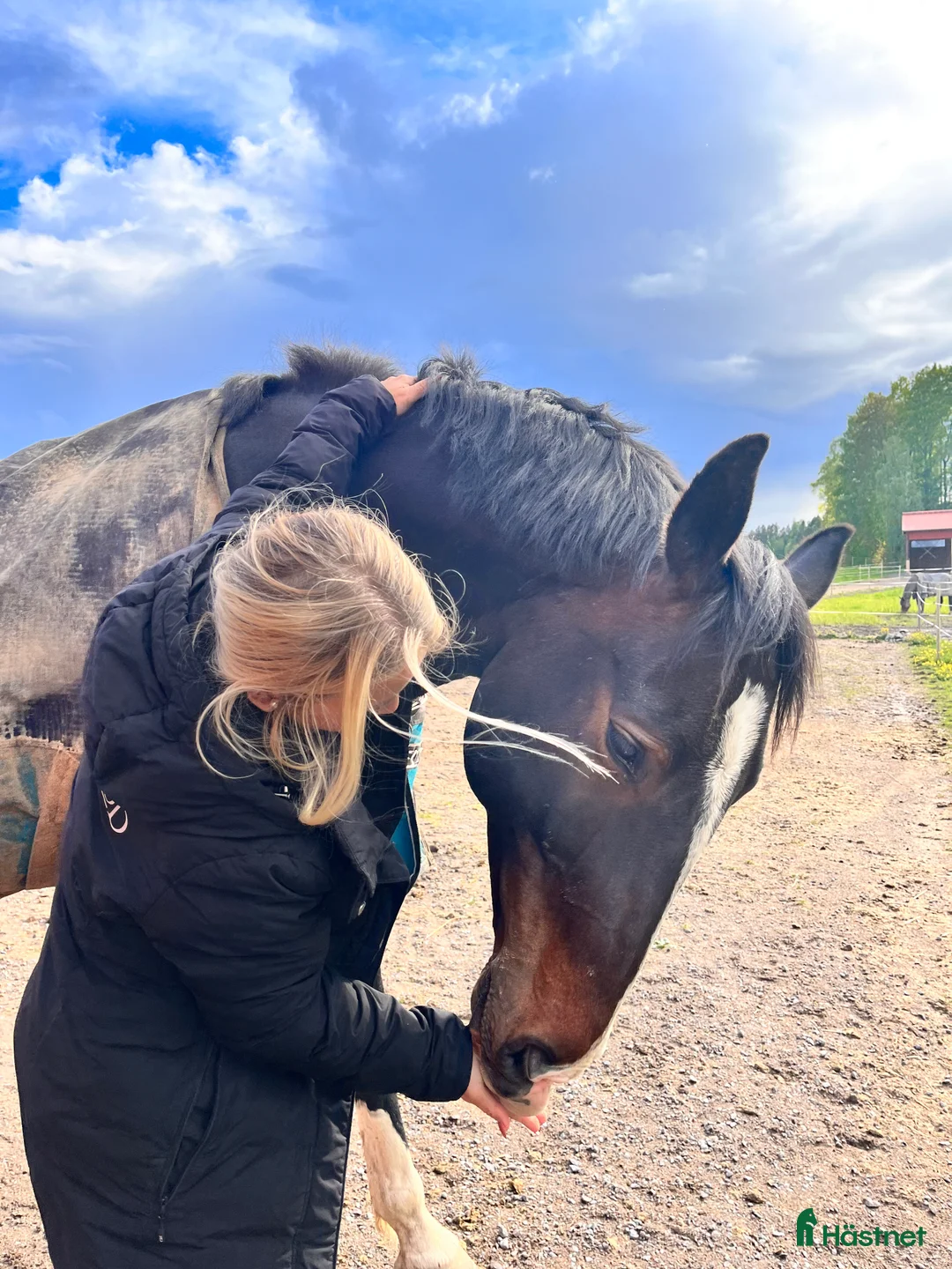 Dressyr hästar till salu: Ståtlig herre med hjärtat på rätt ställe - Annons 2