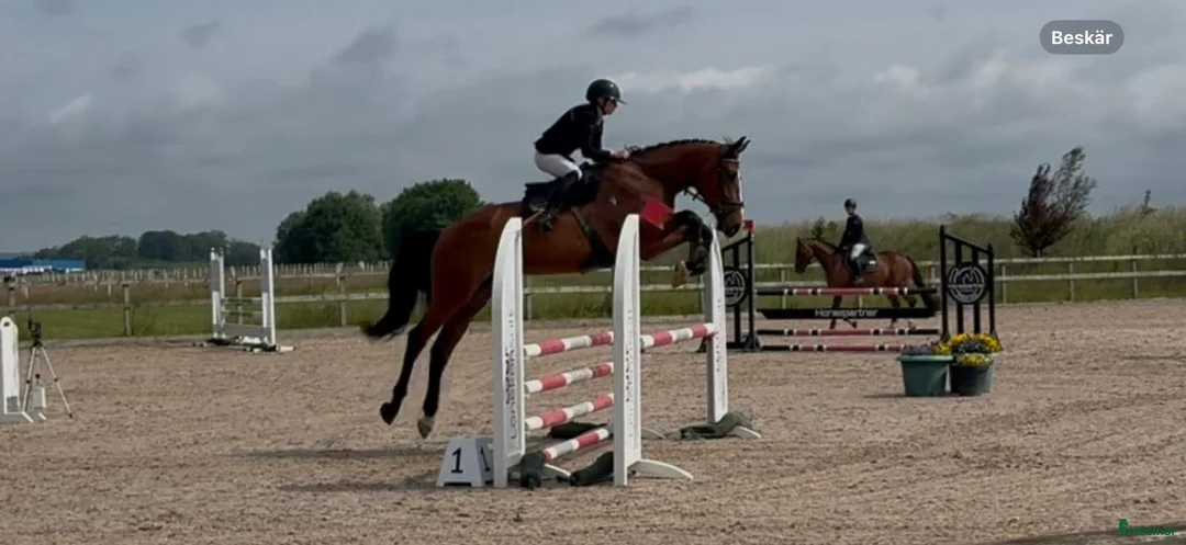 Hoppning hästar till salu: Tillfälle  i Gunnebo - Annons 1