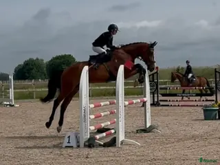 hästar Tillfälle i Gunnebo - Annons 12