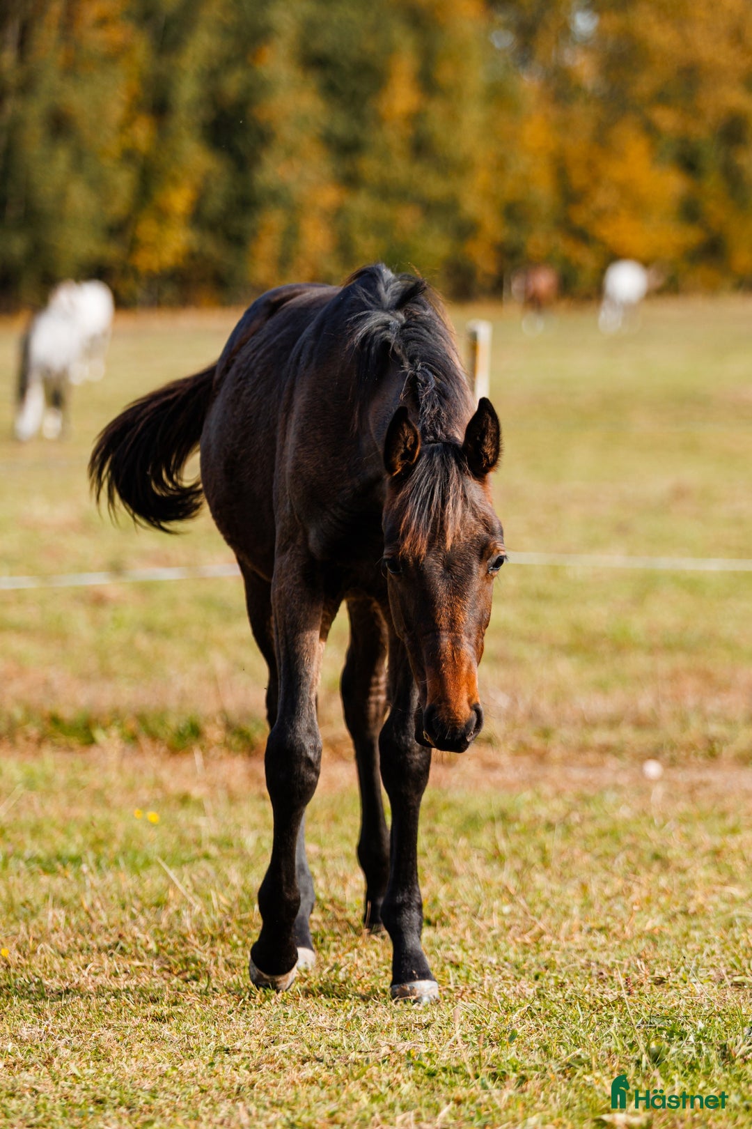 Hoppning hästar till salu: Future top horse with good pedigree i Ekerö - Annons 4