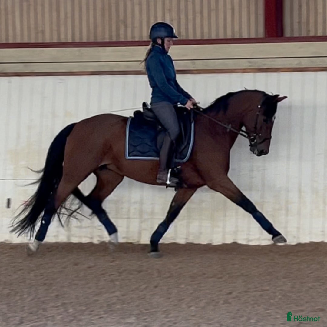 Dressyr hästar till salu: Lovande FEI-ponny i Lund - Annons 4