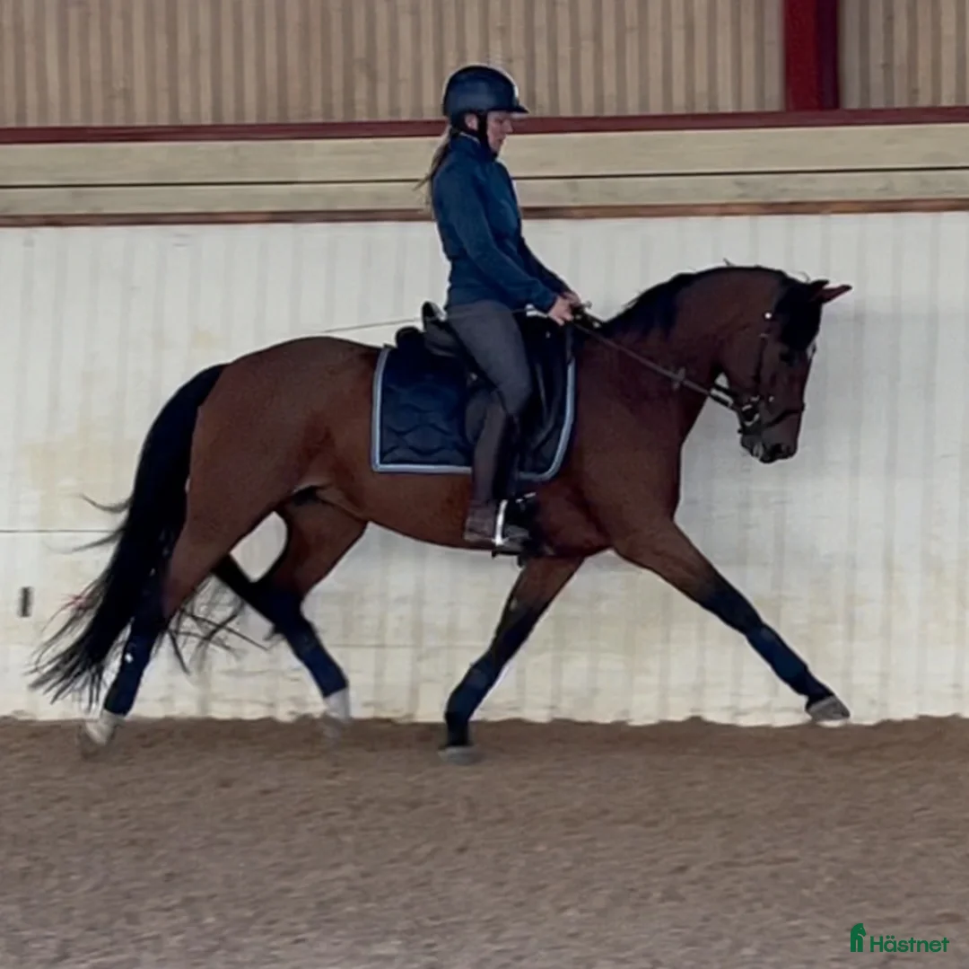 Dressyr hästar till salu: Lovande FEI-ponny i Lund - Annons 4