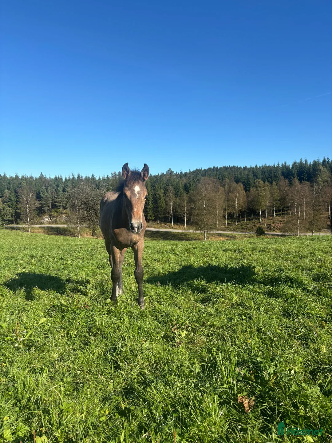 Hoppning hästar till salu: Uttrycksfullt stoföl med fantastisk hoppstam! i Ullared - Annons 2