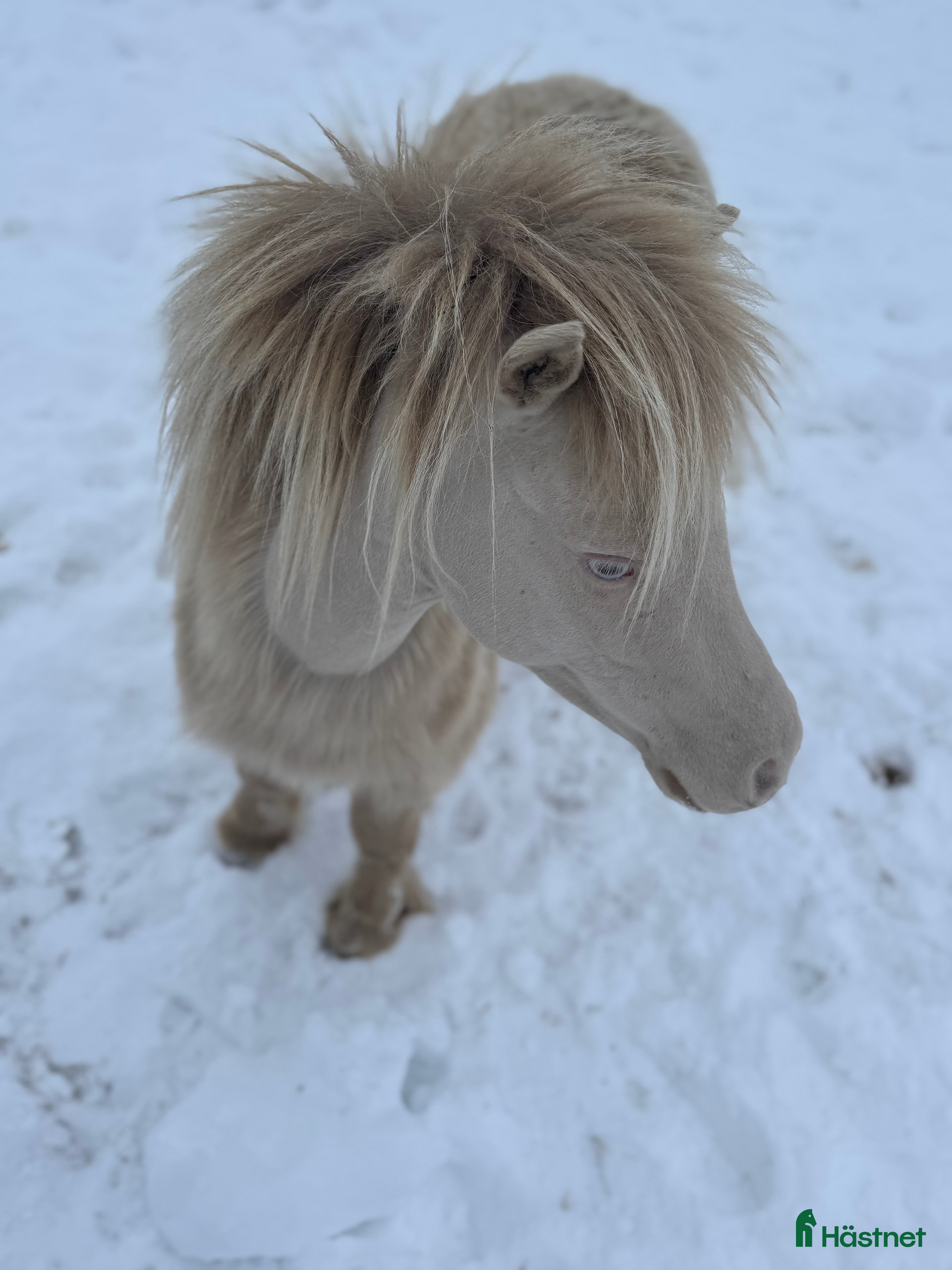 Övrigt hästar till salu: Två magiska AMHA 🦄 i Björklinge - Annons 2
