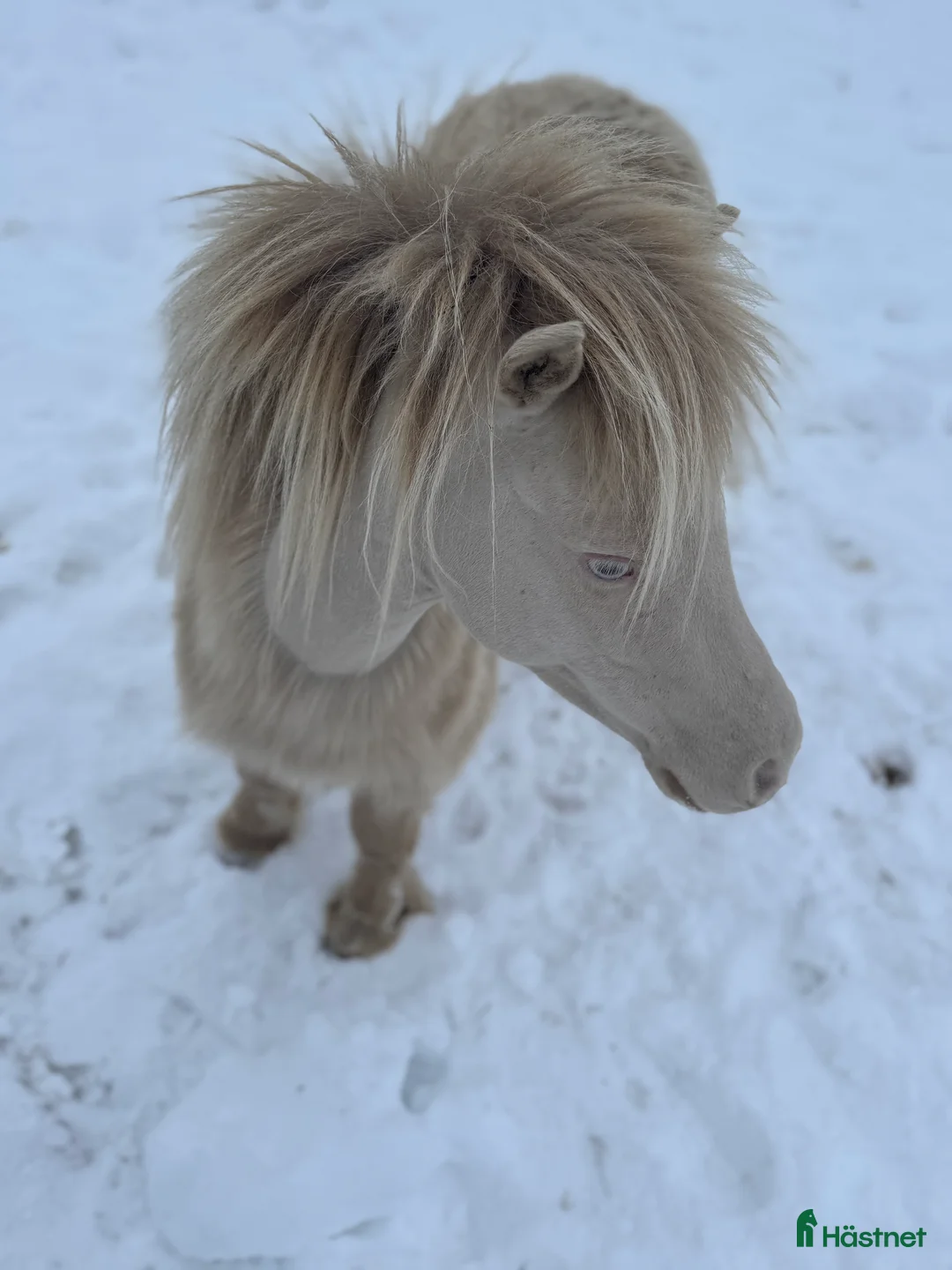 Övrigt hästar till salu: Två magiska AMHA 🦄 i Björklinge - Annons 1