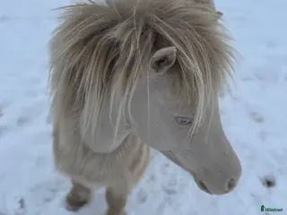Övrigt hästar till salu: Två magiska AMHA 🦄 i Björklinge - Annons 2