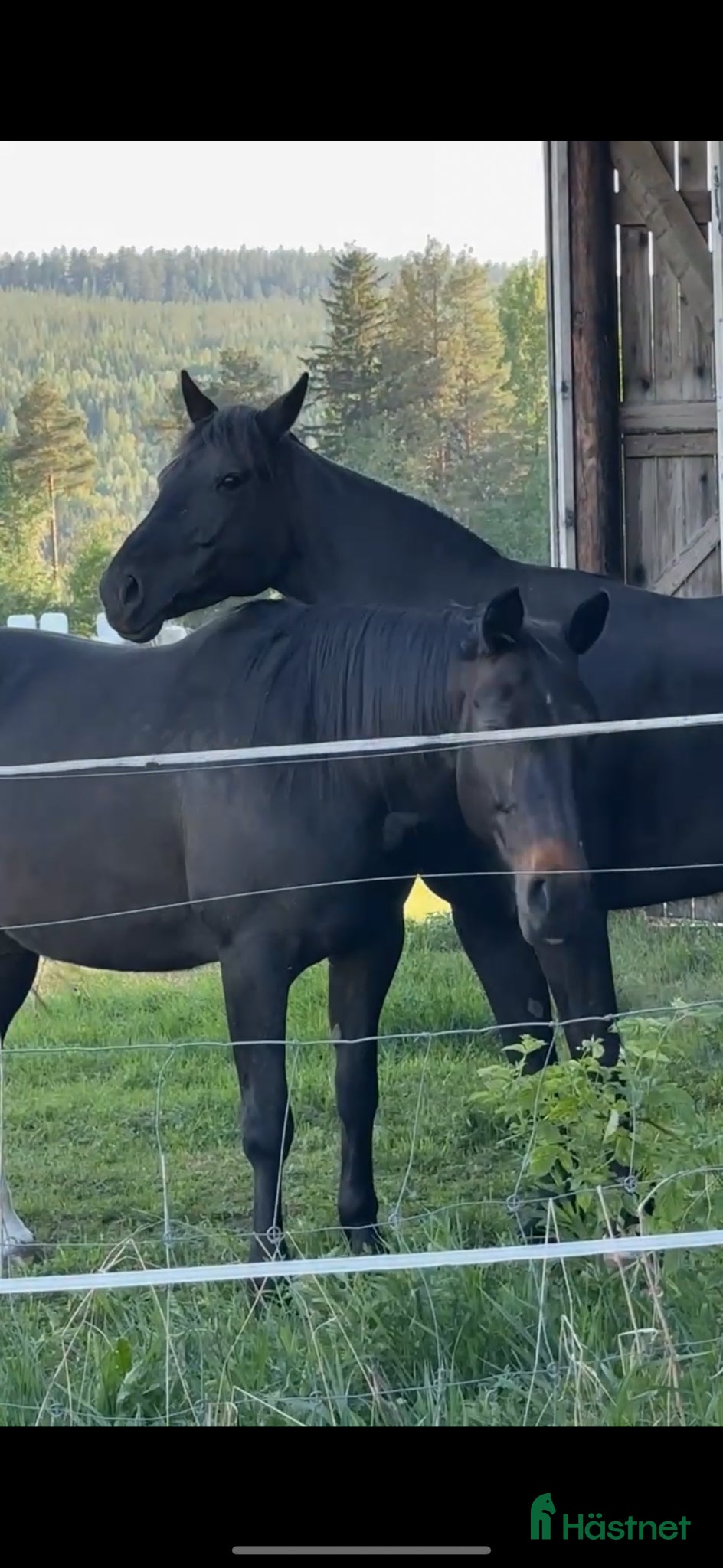  hästar 2 varmblod (travstam) säljes  - Annons 2